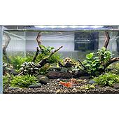 What is the required TDS level for shrimp ponds?