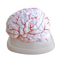 PHYWE MOD-BRAIN Brain Model (16 x 12.5 x 13.5 cm)