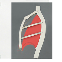 PHYWE KLA-130-141 Ribb And Abdominal Respiration Functional Model