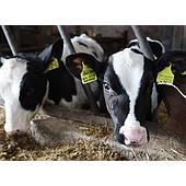 Bovine Respiratory Disease: Diagnosis and Prevention