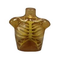 Mô hình lồng ngực người lớn dùng cho X-Ray CT, siêu âm, MRI True Phantom Solutions TX-A01