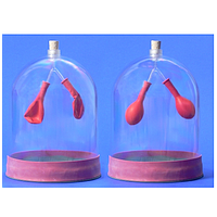 PHYWE KLA-130-140 Human Lungs Working Model