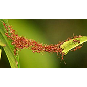 Đây mới gọi là đoàn kết