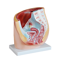 PHYWE MOD-FEMALEPELVIS Human Female Pelvis Section (natural size)