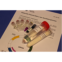 Bộ kit nghiên cứu DNA plasmid của vi khuẩn trong điện di trên gel PHYWE KLA-530-100