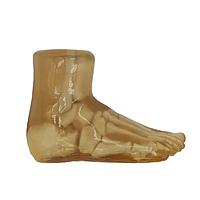 True Phantom Solutions FT-A01 下肢模型，适用于X光CT、超声、MRI